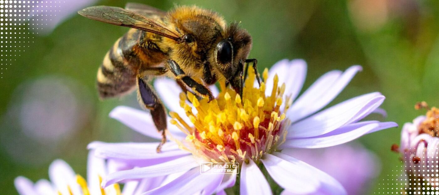 Eine Biene sitzt auf einer Blume