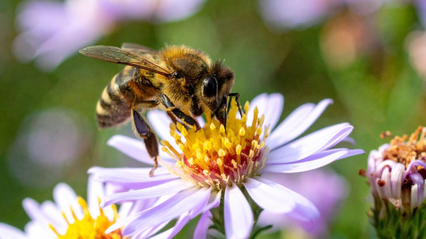 Eine Biene sitzt auf einer Blume