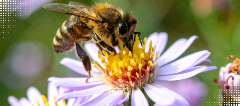 NaturSchutzFonds Brandenburg investiert 13,5 Millionen Euro in Naturschutz