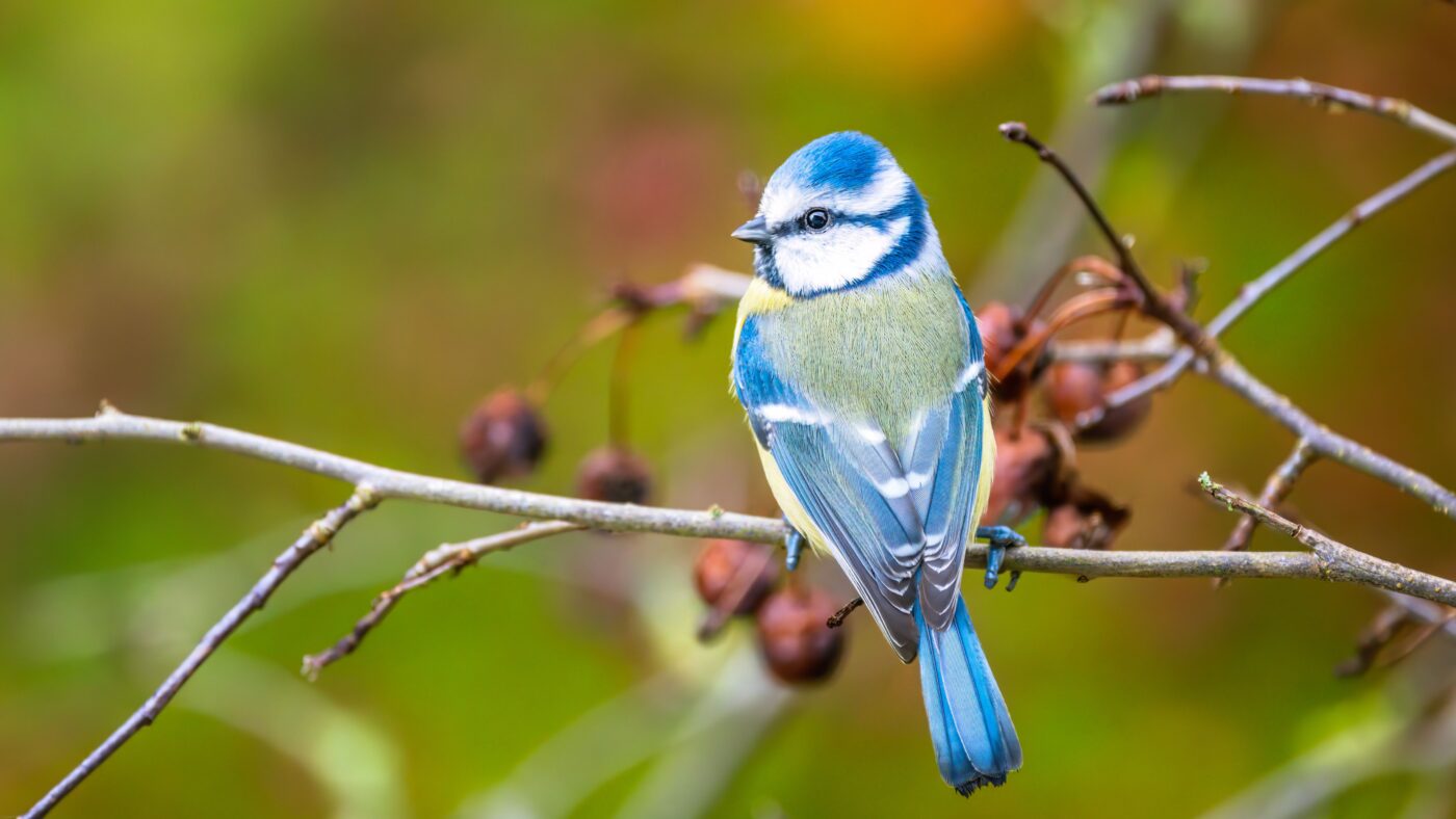eine Blaumeise auf einem Ast mit Knospen