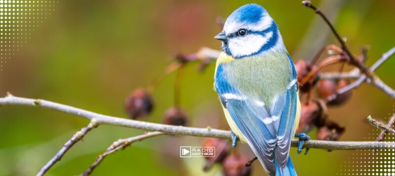 Neuer Zertifikatskurs für Vogel-Fans in Brandenburg
