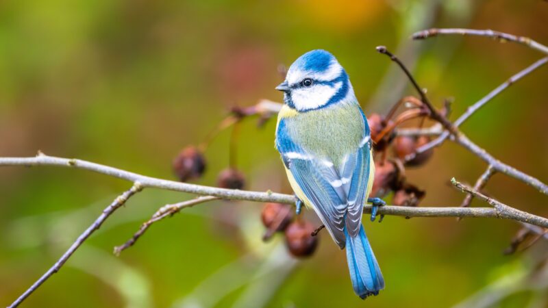 Neuer Zertifikatskurs für Vogel-Fans in Brandenburg