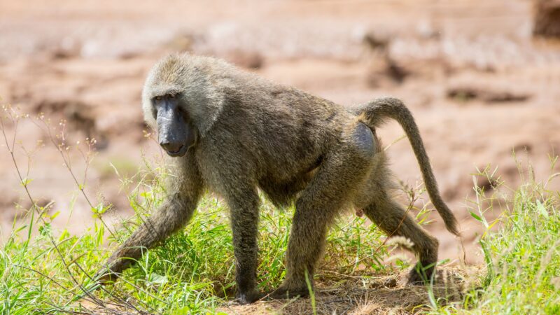 Schüler helfen im Tierpark: Paviananlage in Finsterwalde wächst