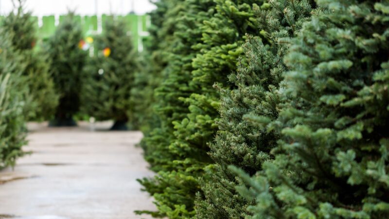 Weihnachtsbaum-Diebstahl in Cottbus: 130 Bäume verschwunden