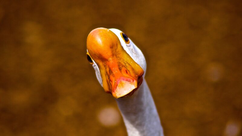 Unfall in Grießen: Jugendliche mit Gänsen unterwegs