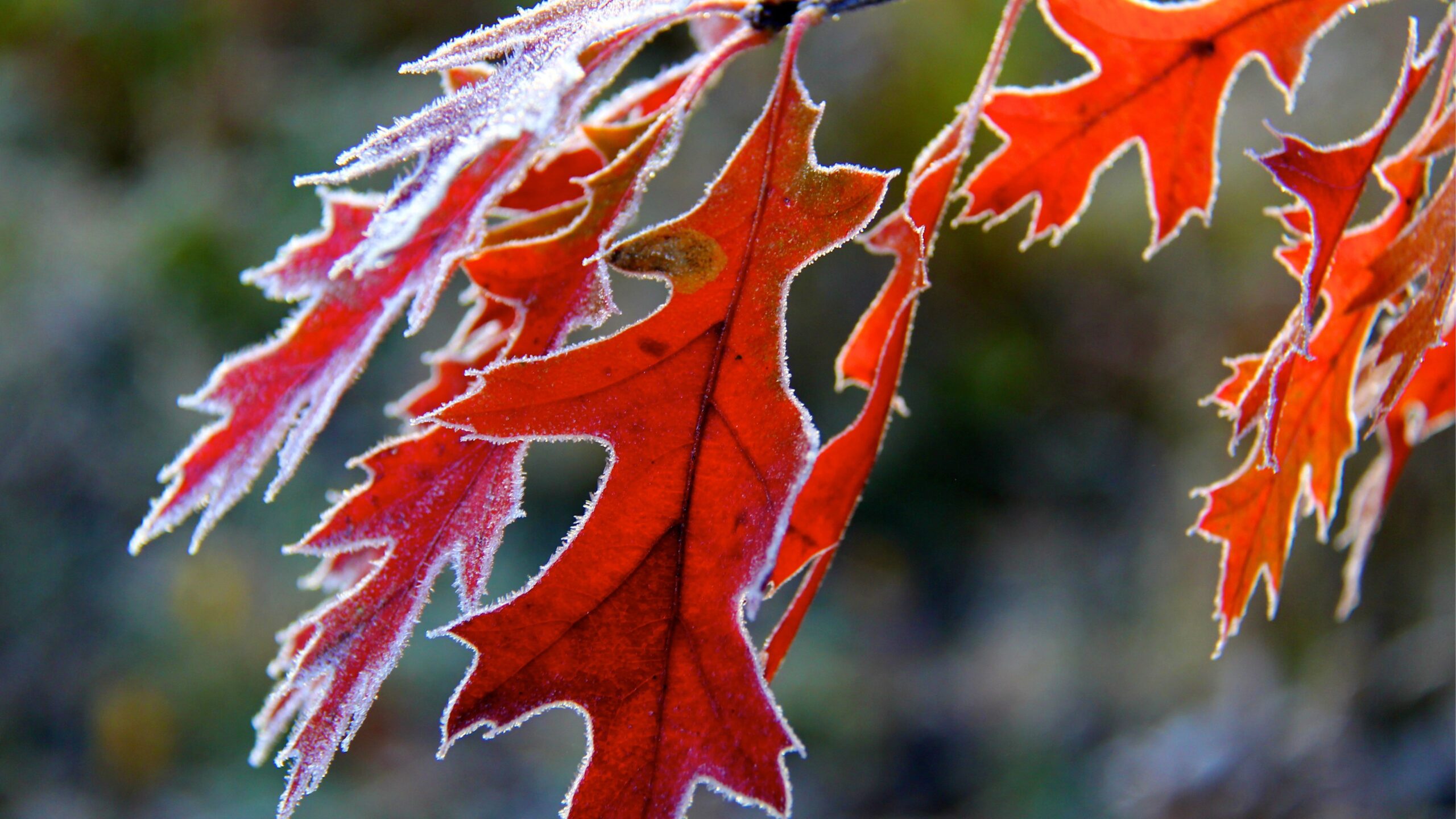 Rote Eichenblätter an einem Baum, die mit Frost übersät sind