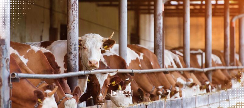 Blauzungenkrankheit erreicht Brandenburg: Neue Regeln für Tierhalter
