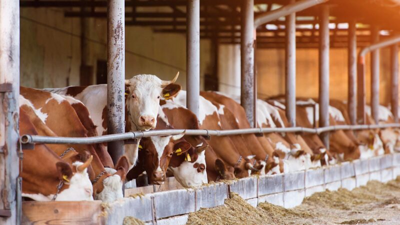Blauzungenkrankheit erreicht Brandenburg: Neue Regeln für Tierhalter