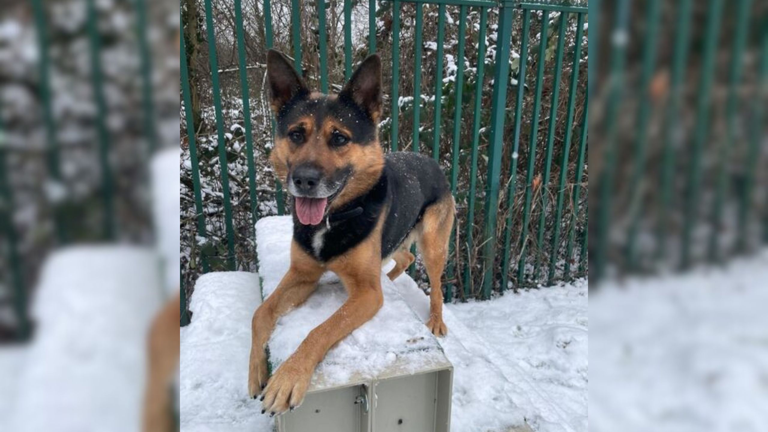 Tier der Woche - Schäferhund Tom