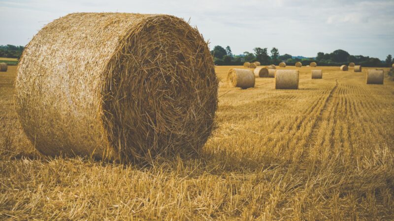 Goldener Heuschober 2026 für kreative Ideen aus Lübbenau