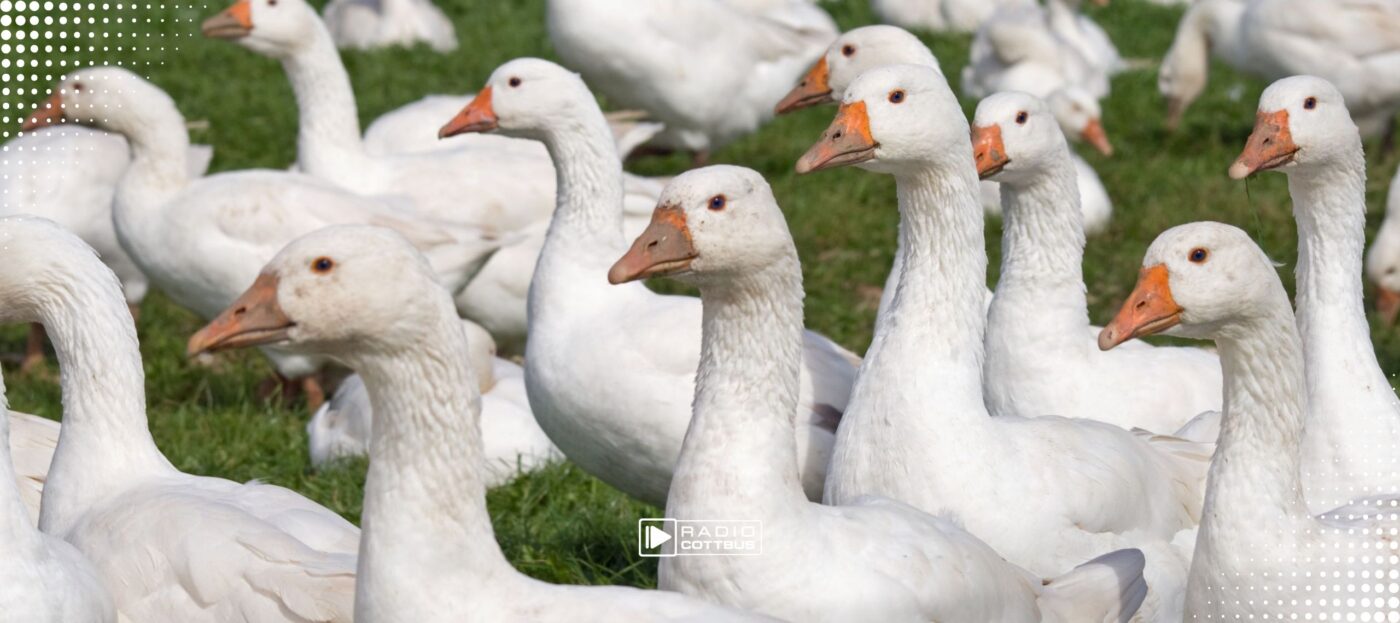 Eine Herde Gänse auf einer grünen Wiese, die vermehrt in die Kamera schauen