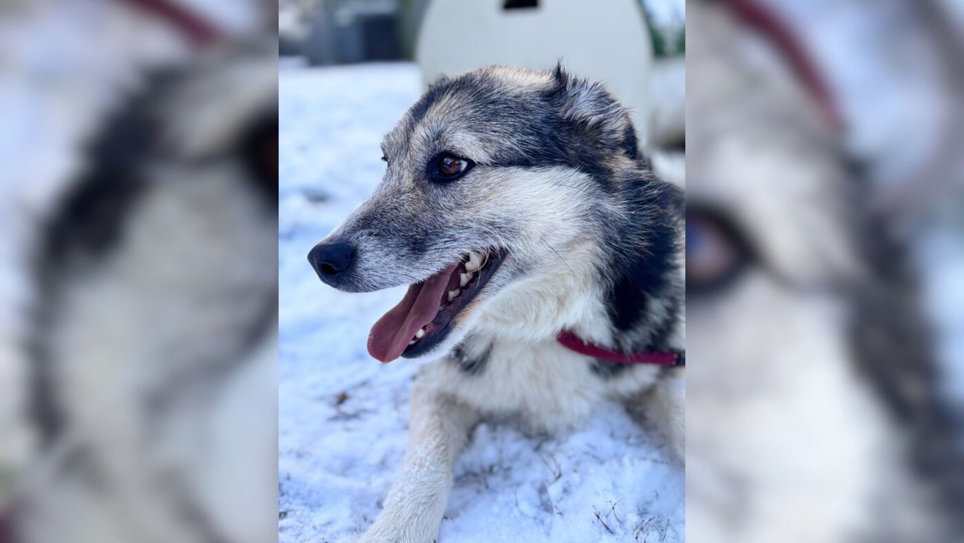 Unser Tier der Woche KW2 . Mila ist eine Hündin