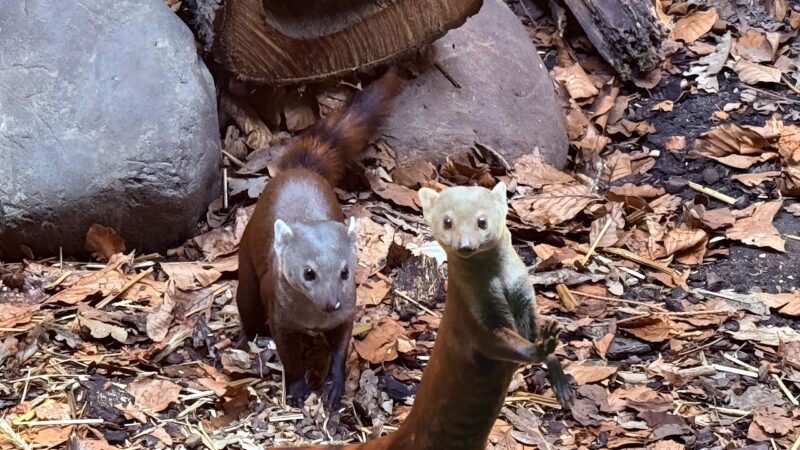 MUNGOMANIA startet: Neue Außenanlage für Ringelschwanzmungos