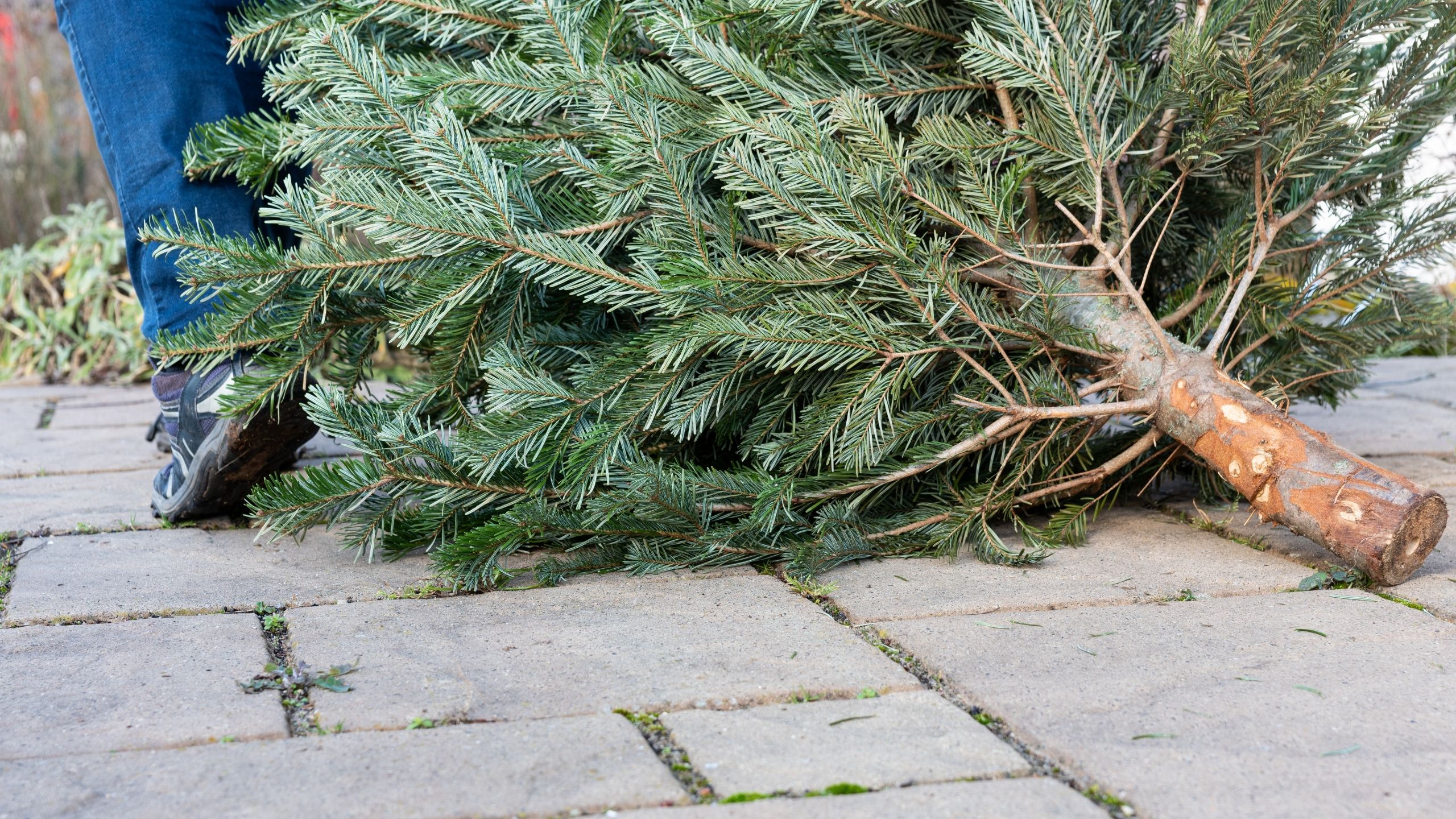 Weihnachtsbaum der geworfen werden kann