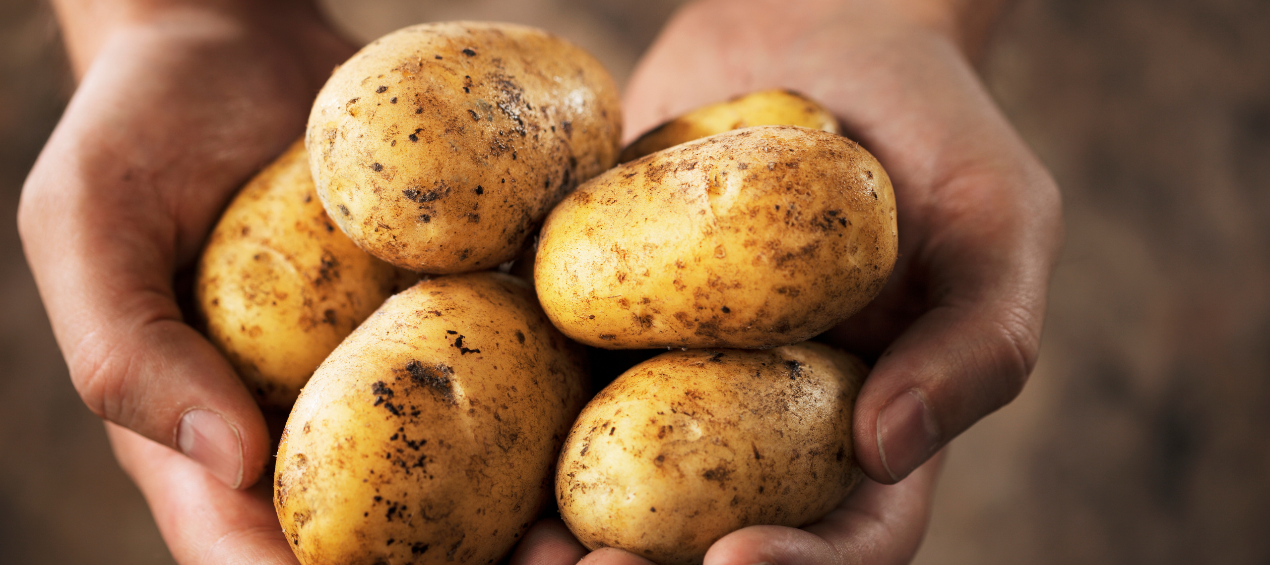 Kartoffeln in zwei Händen