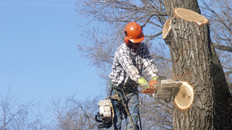 Baumfällungen in Cottbus: Das steckt hinter den Arbeiten