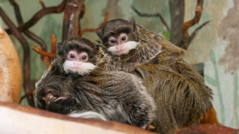 Kleine Bartträger: Affen-Zwillinge erobern den Zoo Hoyerswerda