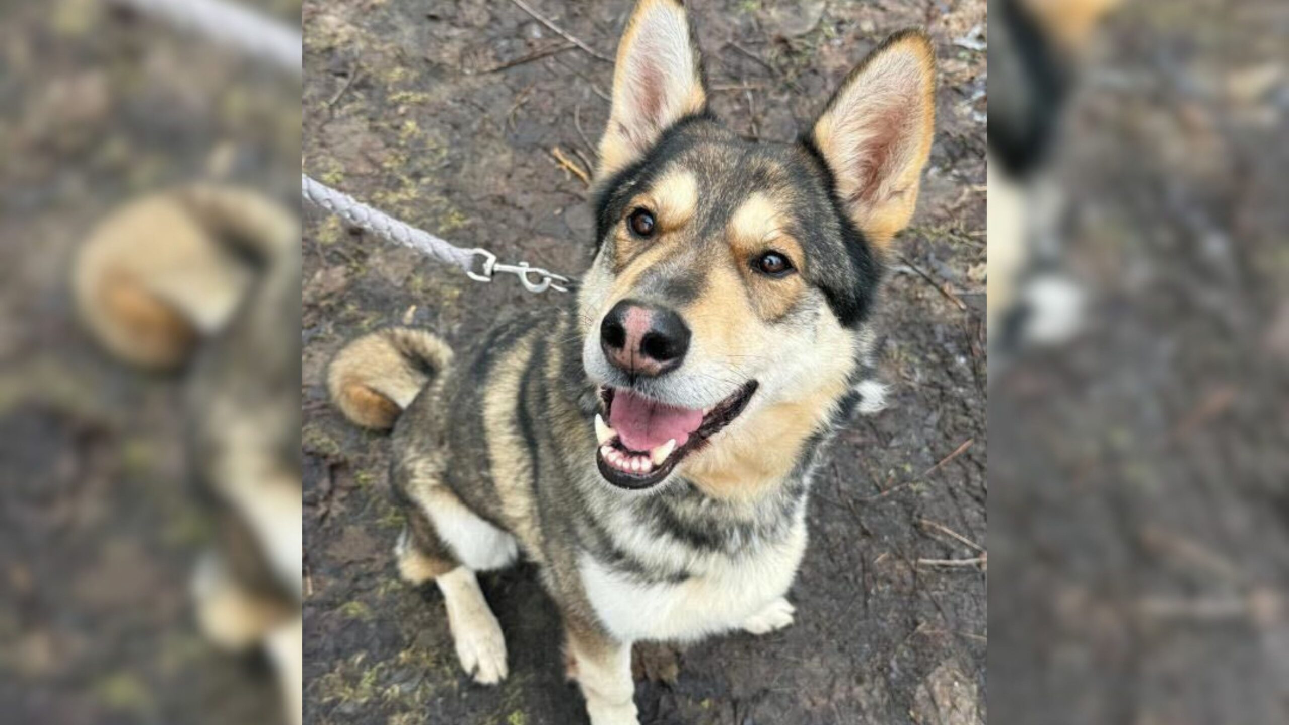 wolfshund Nanuk aus dem Cottbuser tierheim