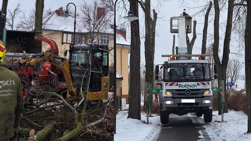 Briesker Krimlinden: Fällarbeiten in Senftenberg gestartet