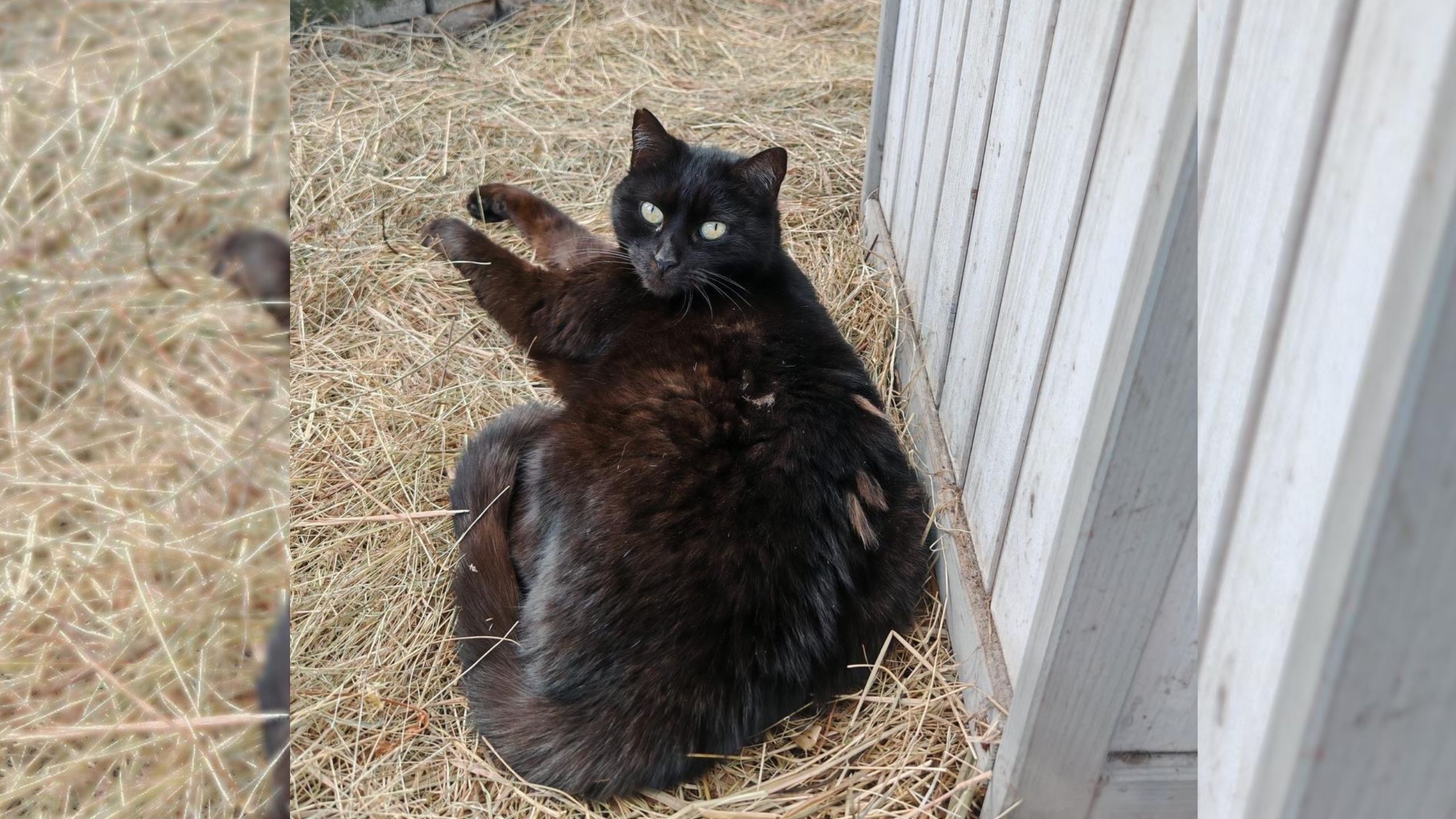 Tier der Woche Katze Mira