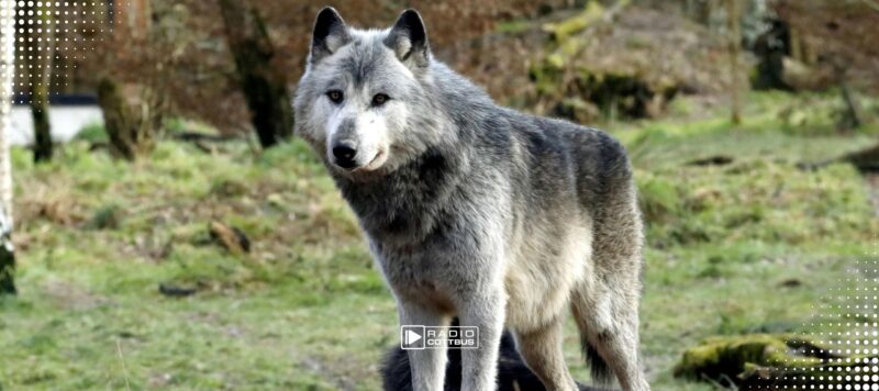 Wolf jetzt im Jagdrecht: Brandenburg ändert Regeln