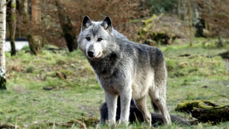 Wolf jetzt im Jagdrecht: Brandenburg ändert Regeln