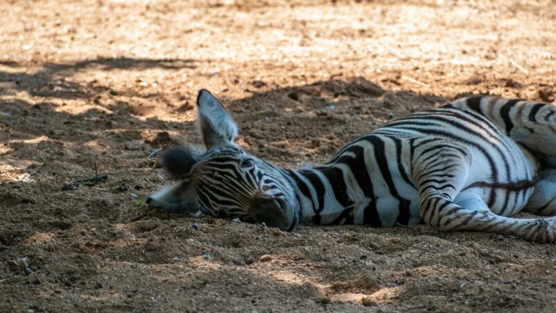 Zebra-Fohlen im Tierpark Finsterwalde geboren