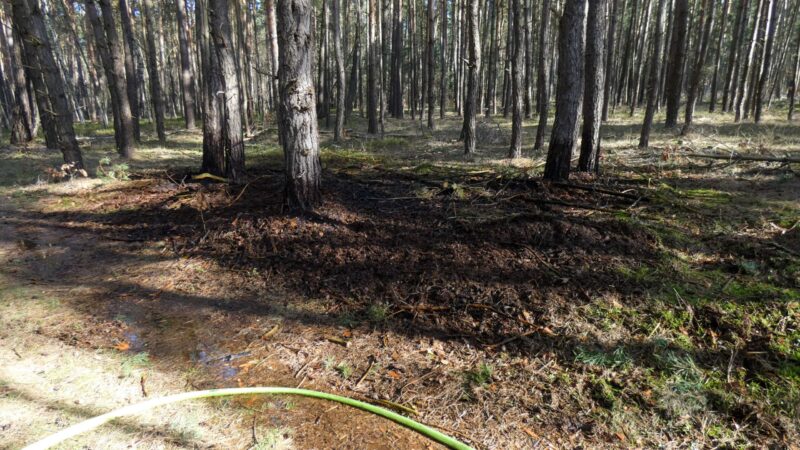 Bild der Brandstelle vom Waldbrand in Sorno bei Finsterwalde am 07.03.26