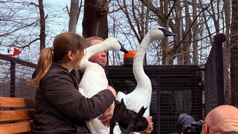Schwäne zurück im Branitzer Park: Hermann und Lucie wieder zuhause