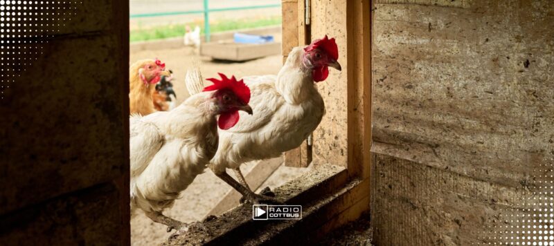 Newcastle-Krankheit: Neue Einschränkungen für Geflügelhalter im Landkreis Dahme-Spreewald