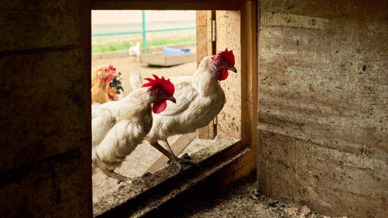 Newcastle Disease: Warnung für Geflügelhalter in der Lausitz