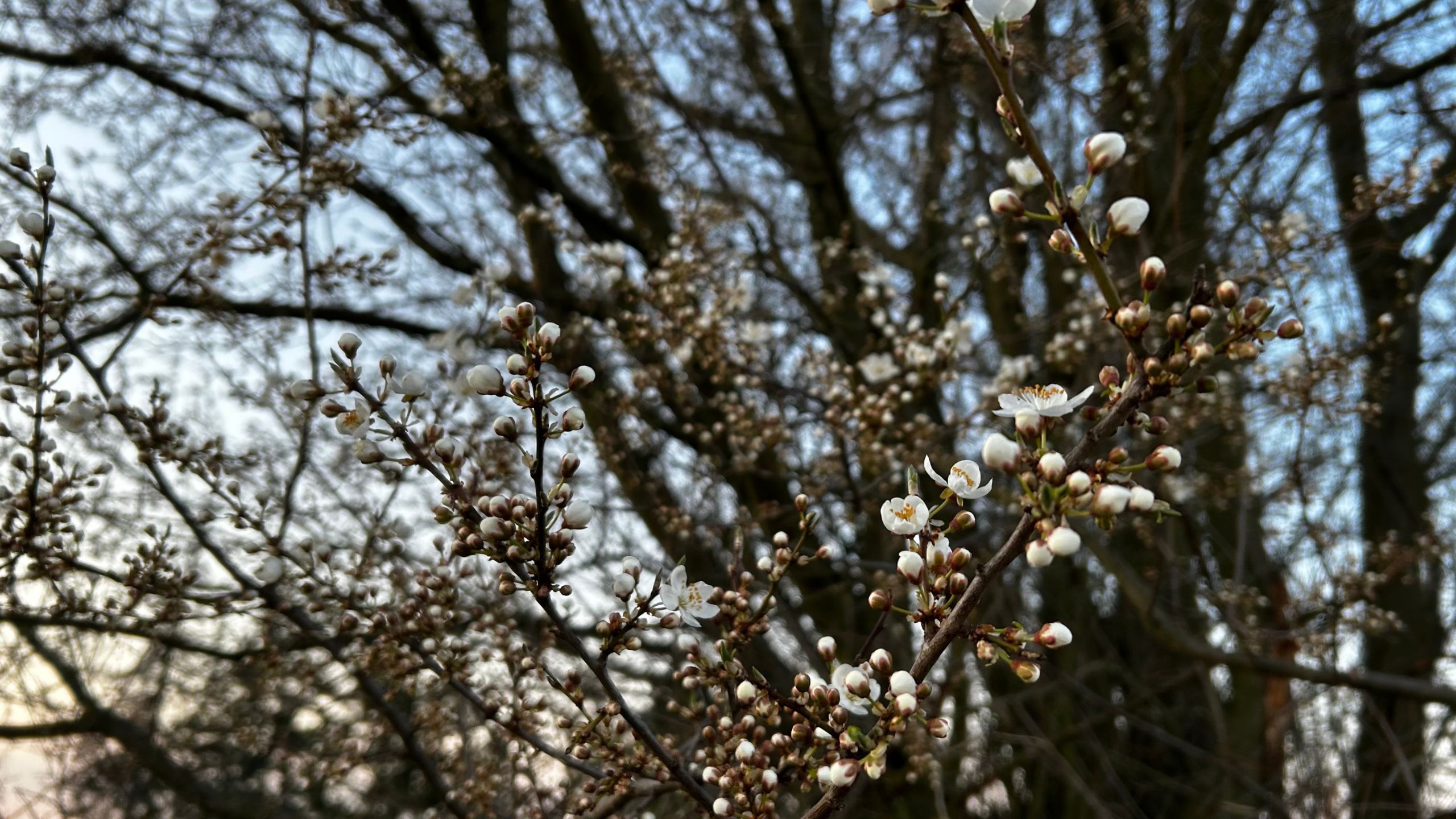 Weiße Blüten am Baum im Frühling