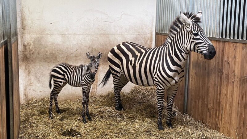 Zebra-Fohlen im Tierpark Finsterwalde geboren
