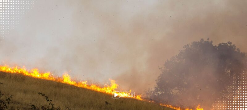 Wiesenbrand in Calau: 700 Quadratmeter stehen in Flammen