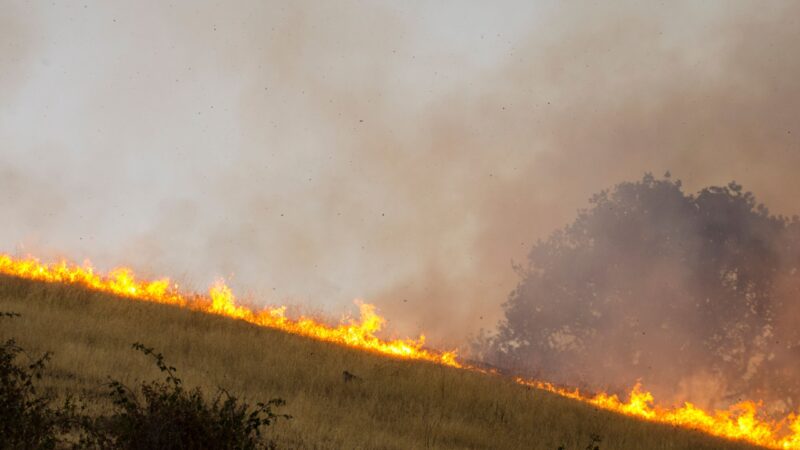Wiesenbrand in Calau: 700 Quadratmeter stehen in Flammen