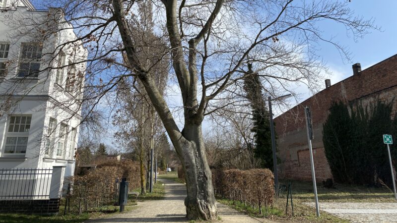 Blutbuche im Grünzug muss gefällt werden