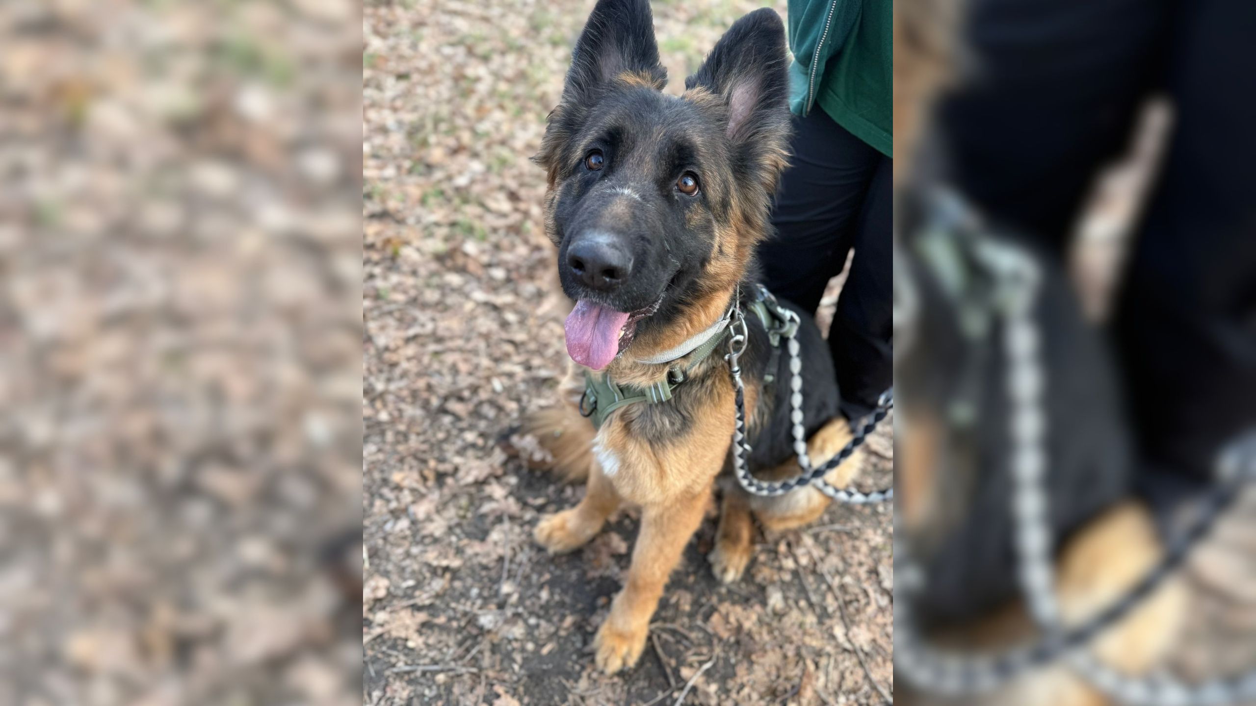 Unser Tier der Woche - ein Hund namens Freya