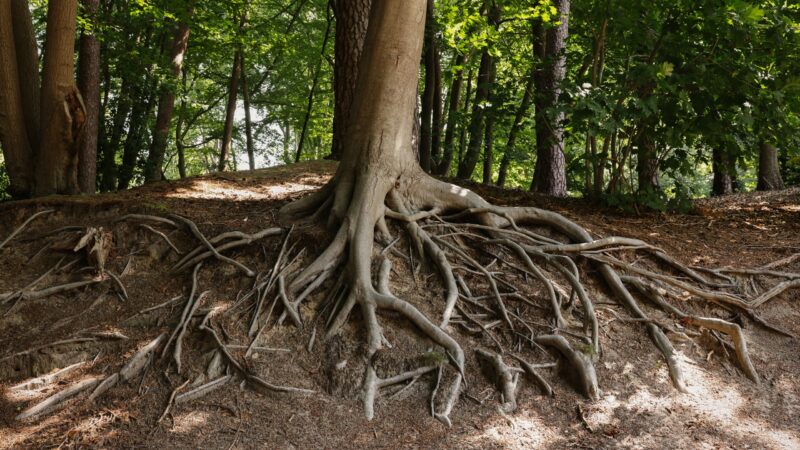Sanierung des Frankenaer Weges: Bäume müssen gefällt werden