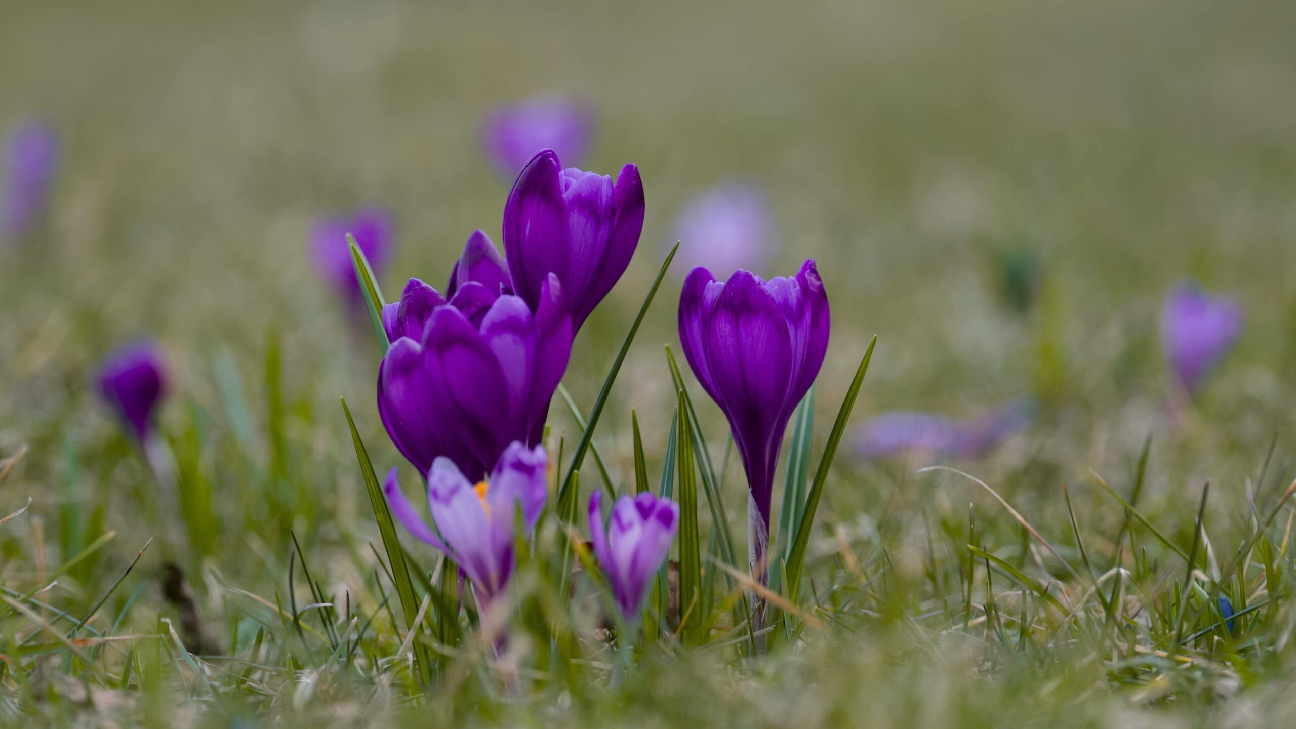 Lila Krokusse auf einer Wiese