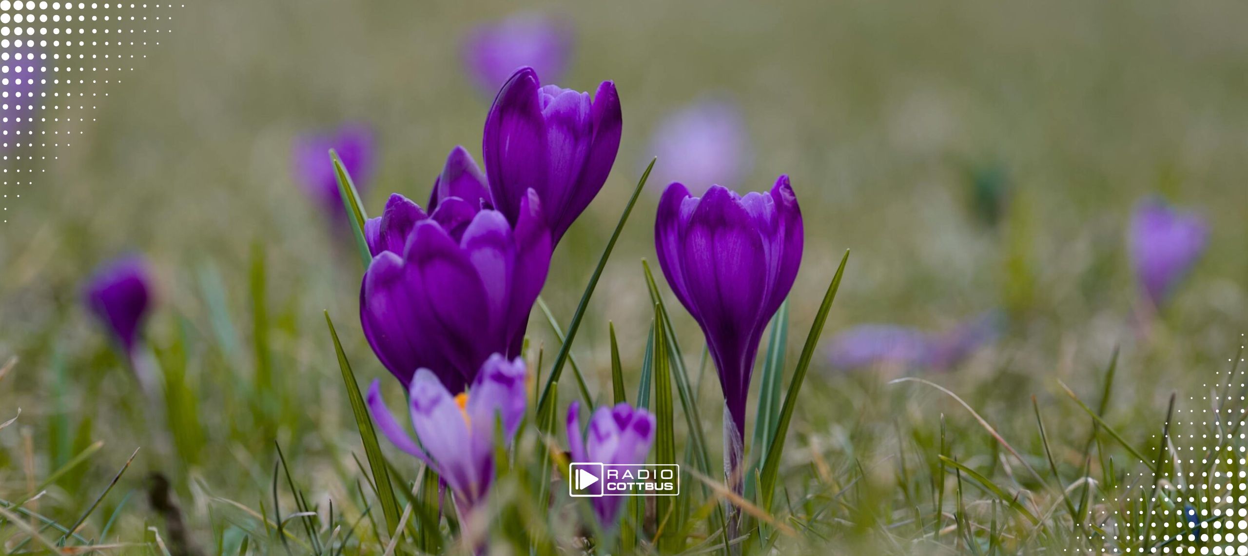 Lila Krokusse auf einer Wiese