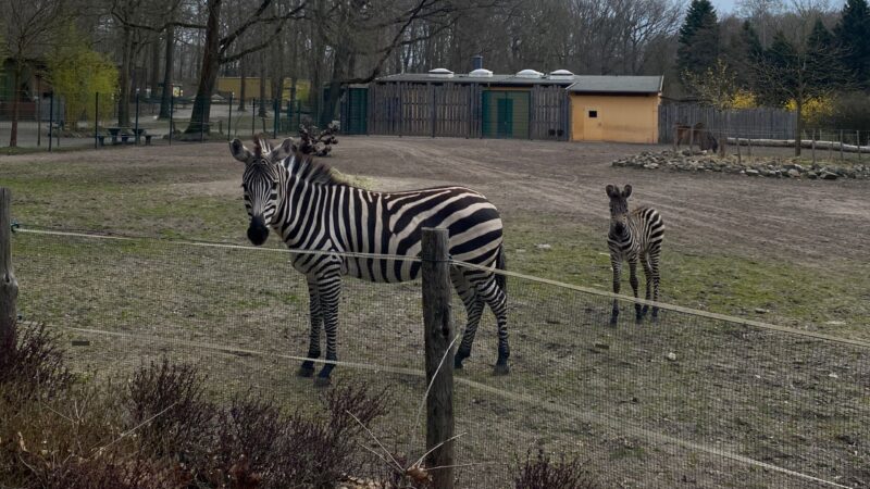 Namenssuche beendet: So heißt das Zebrababy in Finsterwalde