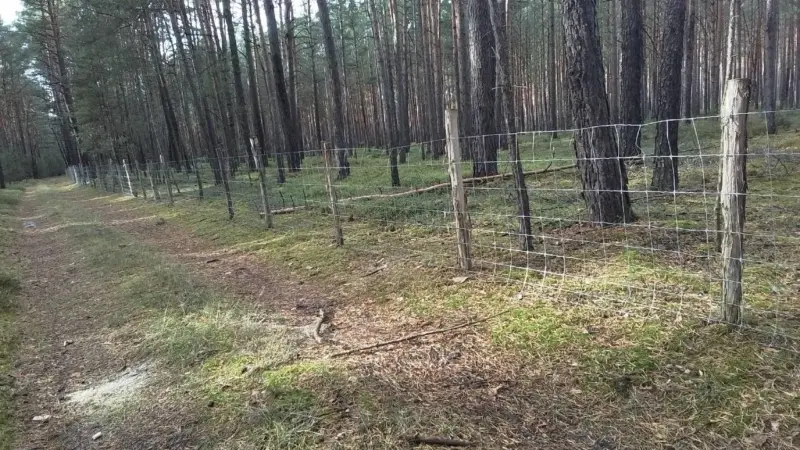 ASP-Schutzzaun im Landkreis OSL: Jetzt kostenlos sichern