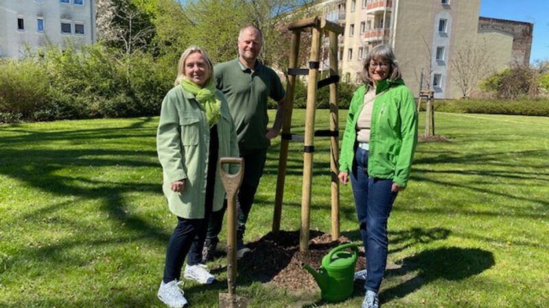 Zitterpappel als Jahresbaum in Forst gepflanzt