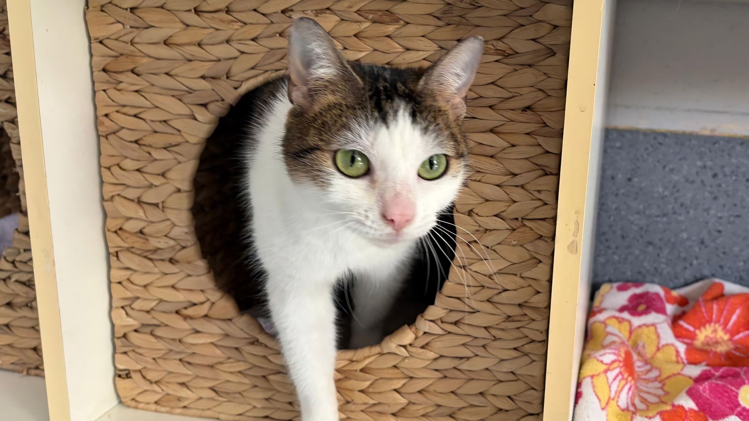 Tier der Woche Pippa