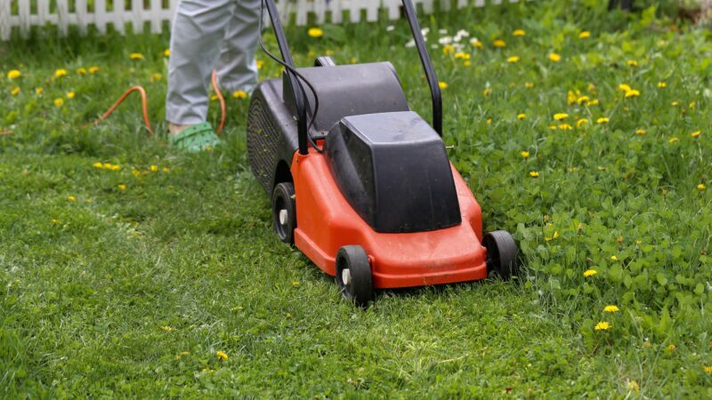 Blühende Wiesen statt kurz geschnittener Rasen: Mähfreier Mai in Lauchhammer