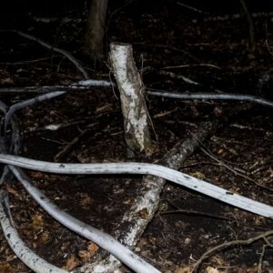 Brand in Stadtpark in Senftenberg