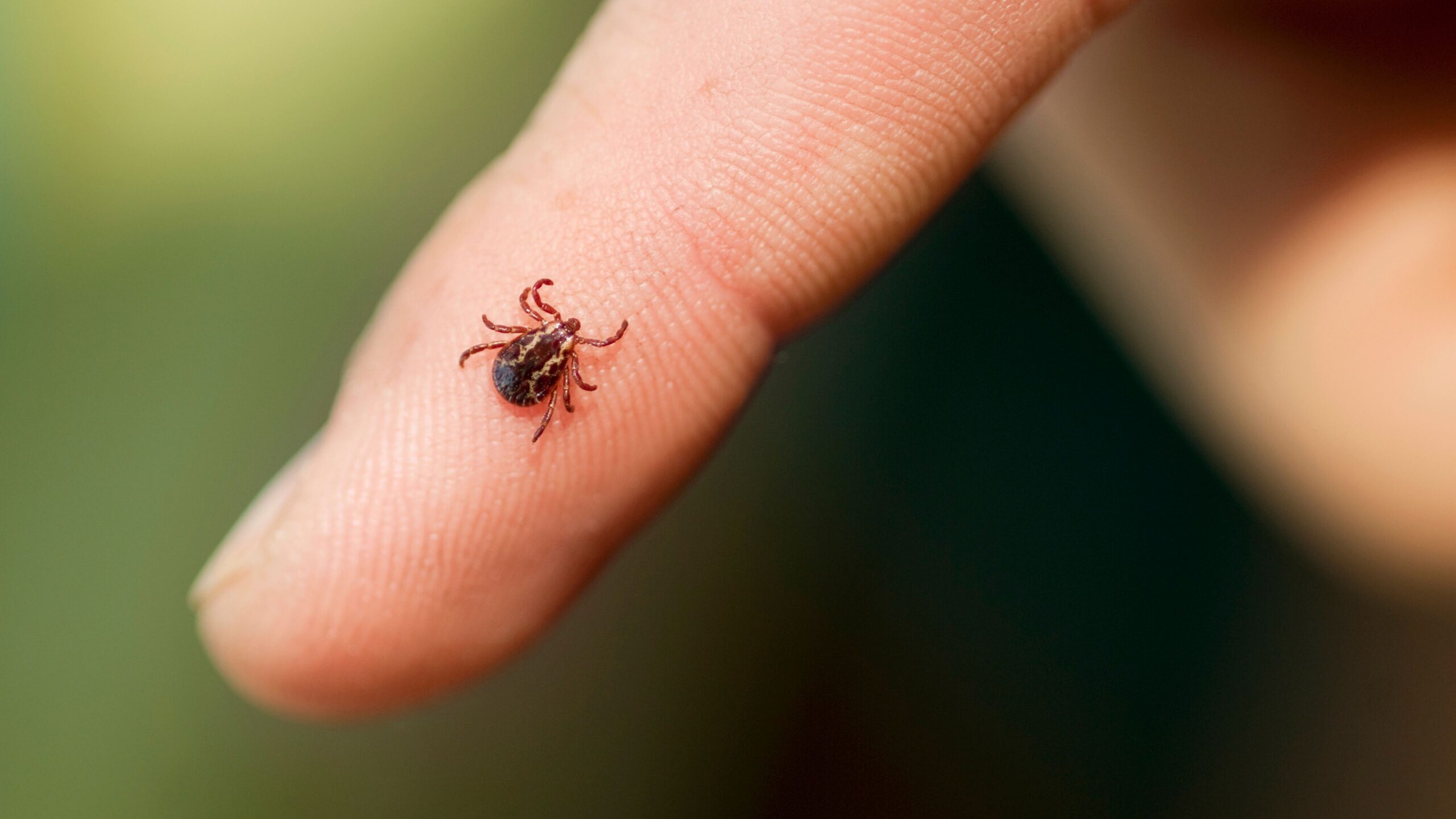 eine Zecke auf einem Finger
