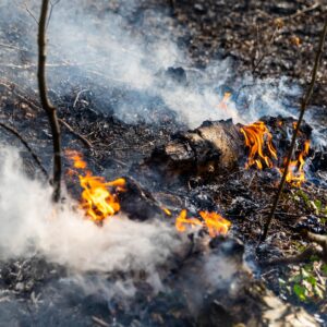 Zwei Waldbrände in Ruhland: Feuerwehr verhindert Ausbreitung
