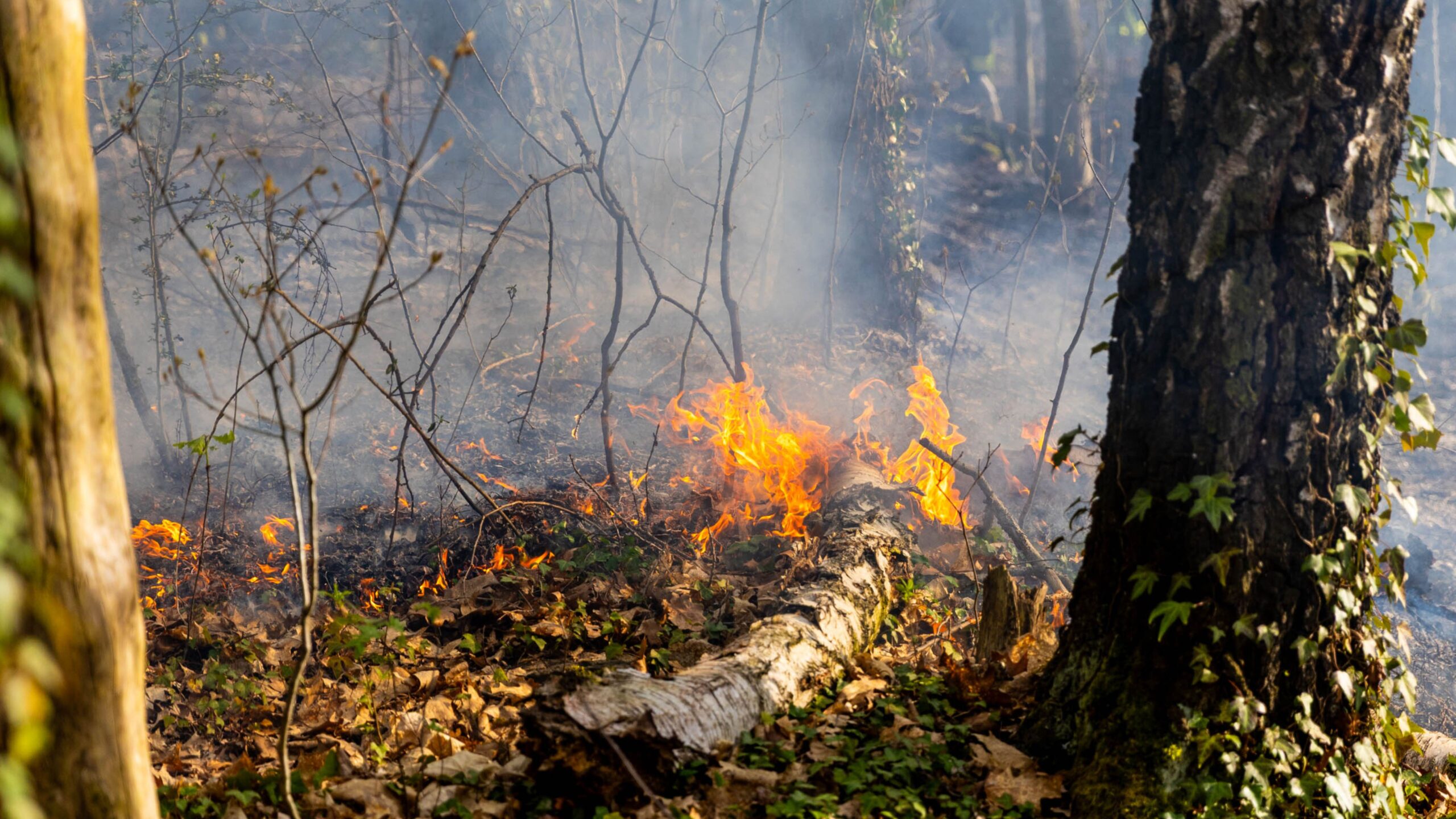 Zwei Waldbrände in Ruhland: Feuerwehr verhindert Ausbreitung