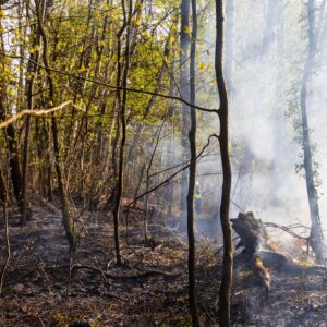Zwei Waldbrände in Ruhland: Feuerwehr verhindert Ausbreitung